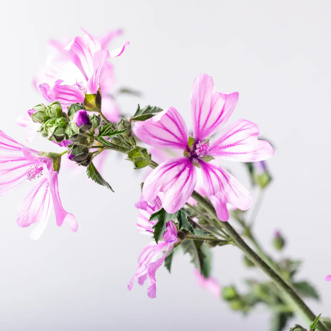 Do Mallow Leaves Have Caffeine